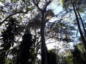 Bäume im Park Gallineral