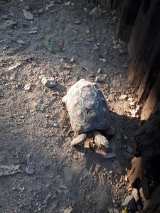 Schildkröte im Park Gallineral
