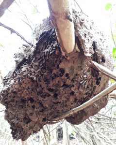 Ameisennest im Baum im Tayrona Nationalpark