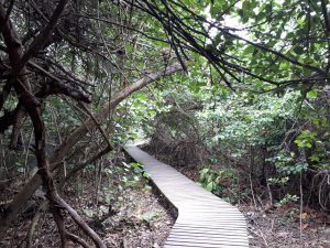 Holzsteg im Tayrona Nationalpark