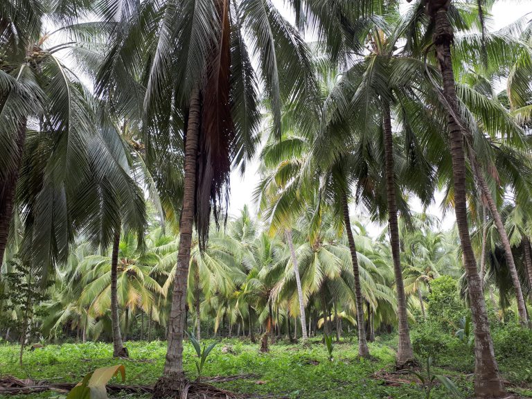 Kokospalmen im Tayrona Nationalpark