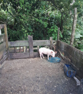 Schwein im Stall