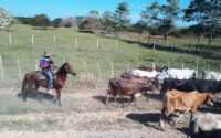 Cowboy treibt Kühe