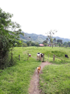 Weiden, Kühe und ein Hund