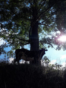 Kuh mit Sonne