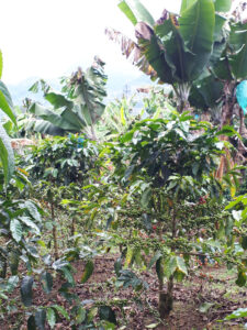 Kaffeebusch und Bananenbaum