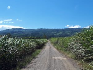 Schotterweg zwischen Zuckerrohrfeldern