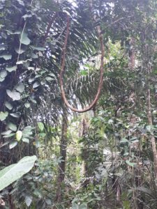 Dichter Dschungel des Cahuita Nationalparks