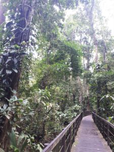 Holzsteg im Mangrovensumpf des Cahuita Nationalpark