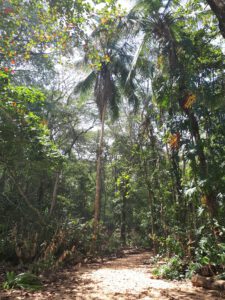 Dschungel im Manzanillo Park