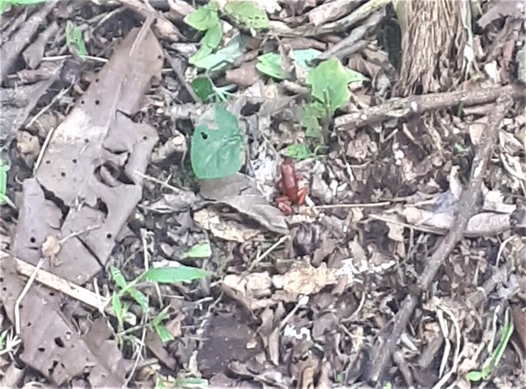 Roter Frosch im Manzanillo Park