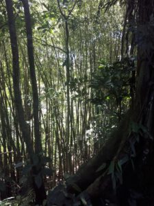 Bambuswald in Puerto Viejo