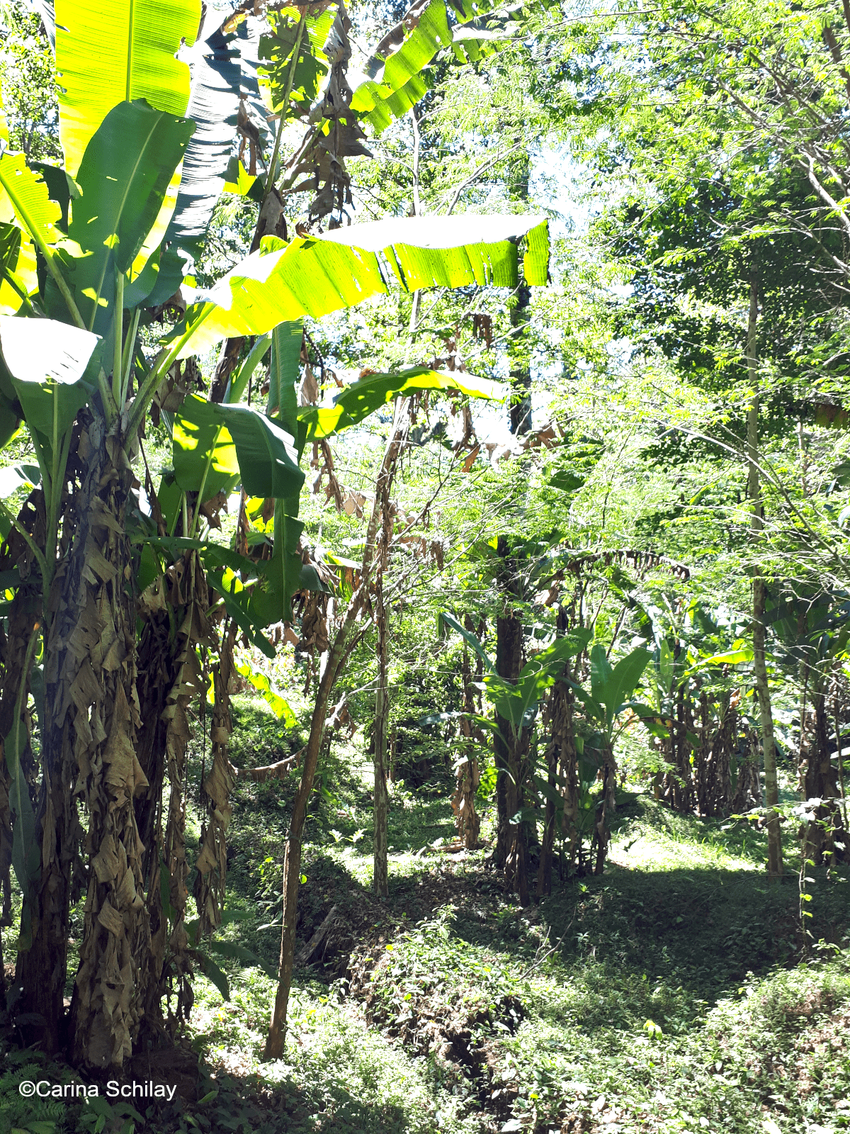Bananenstaude im Dschungel