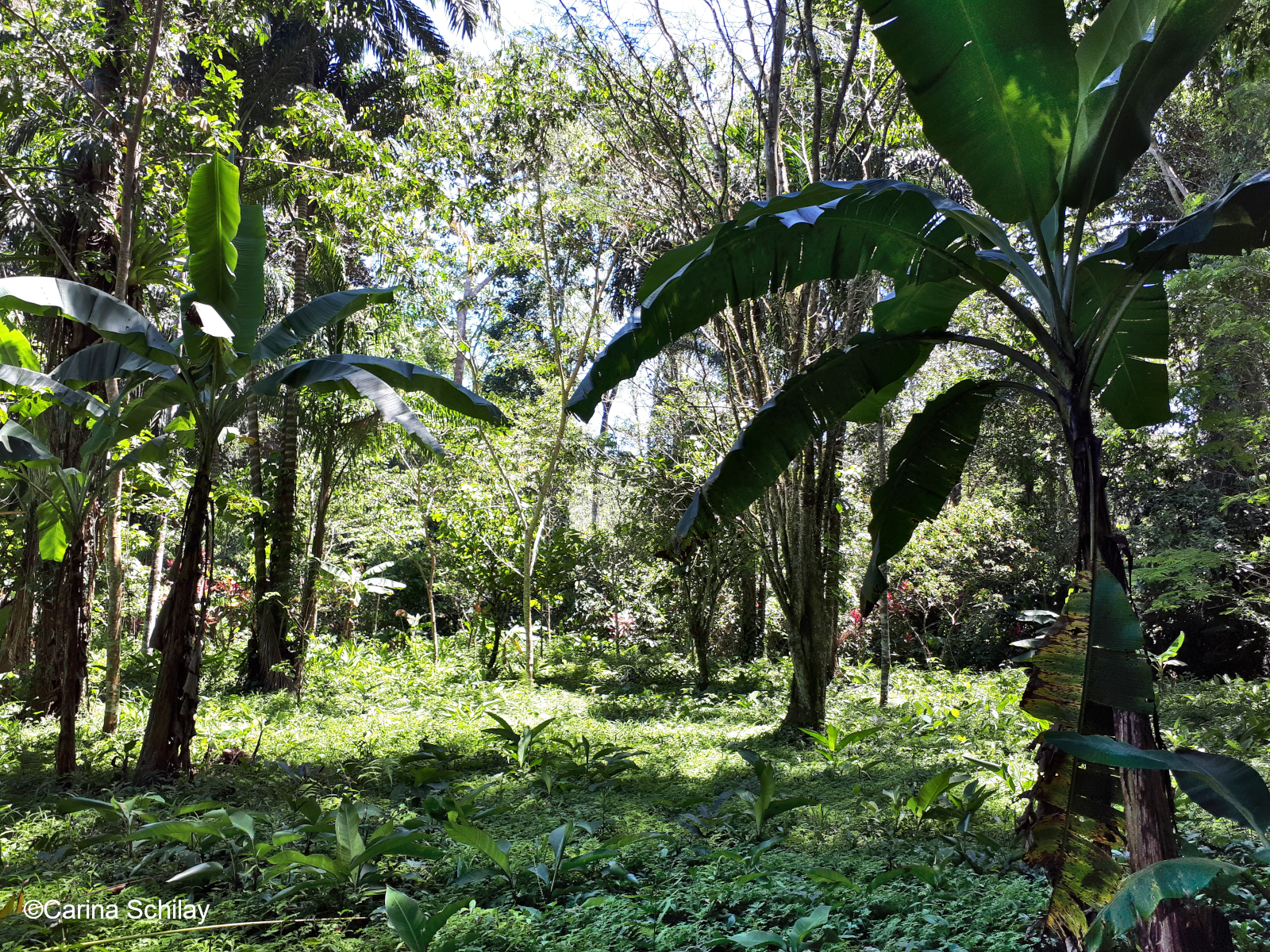 Bananenstauden im Dschungel