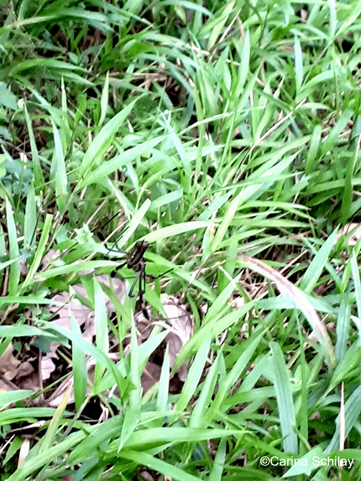 Schwarze Spinne Gras