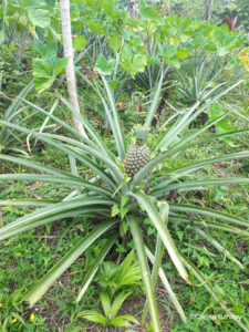 Ananasgewächs