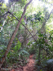 Weg im Dschungel