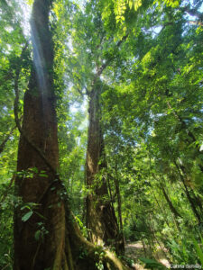 Dschungelweg Corcovado Nationalpark