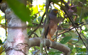 Grauer Falke im Corcovado Nationalpark