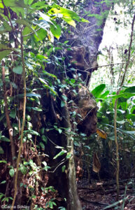 Gorillakopf am Baum