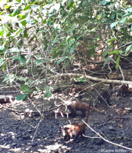 Nasenbärfamilie im Corcovado Nationalpark