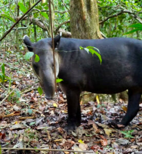 Tapir blickt in Kamera