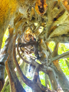 Carina klettert auf Ficus Baum