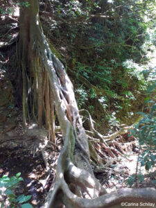 Ficus Bridge von oben