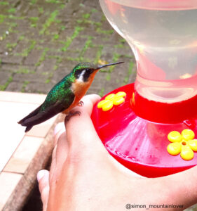 Kolibri sitzt auf Finger