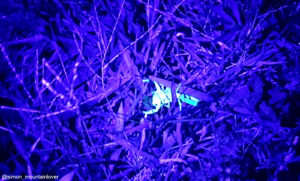 Skorpion unter UV-Licht