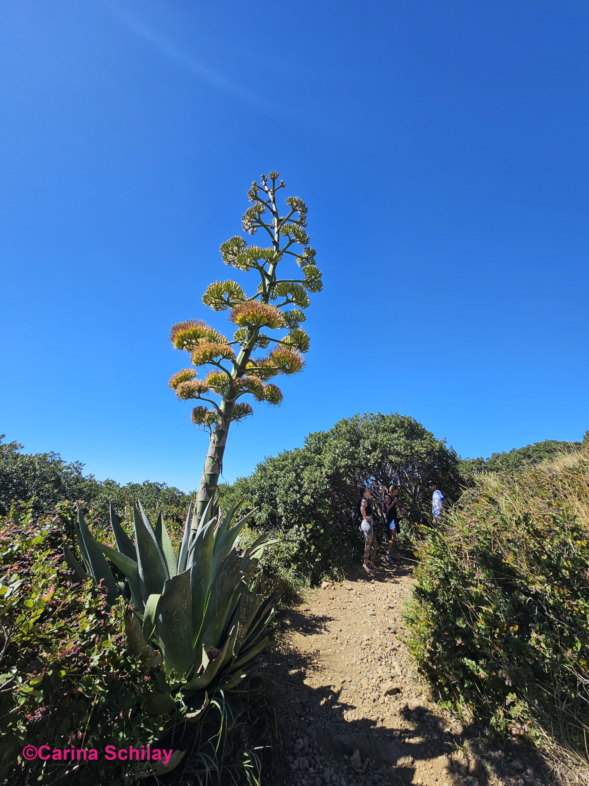 Blühende Aloe Vera am Wegesrand des Santa Ana Kraters, mit Wanderern im Hintergrund, die den Pfad entlanggehen.