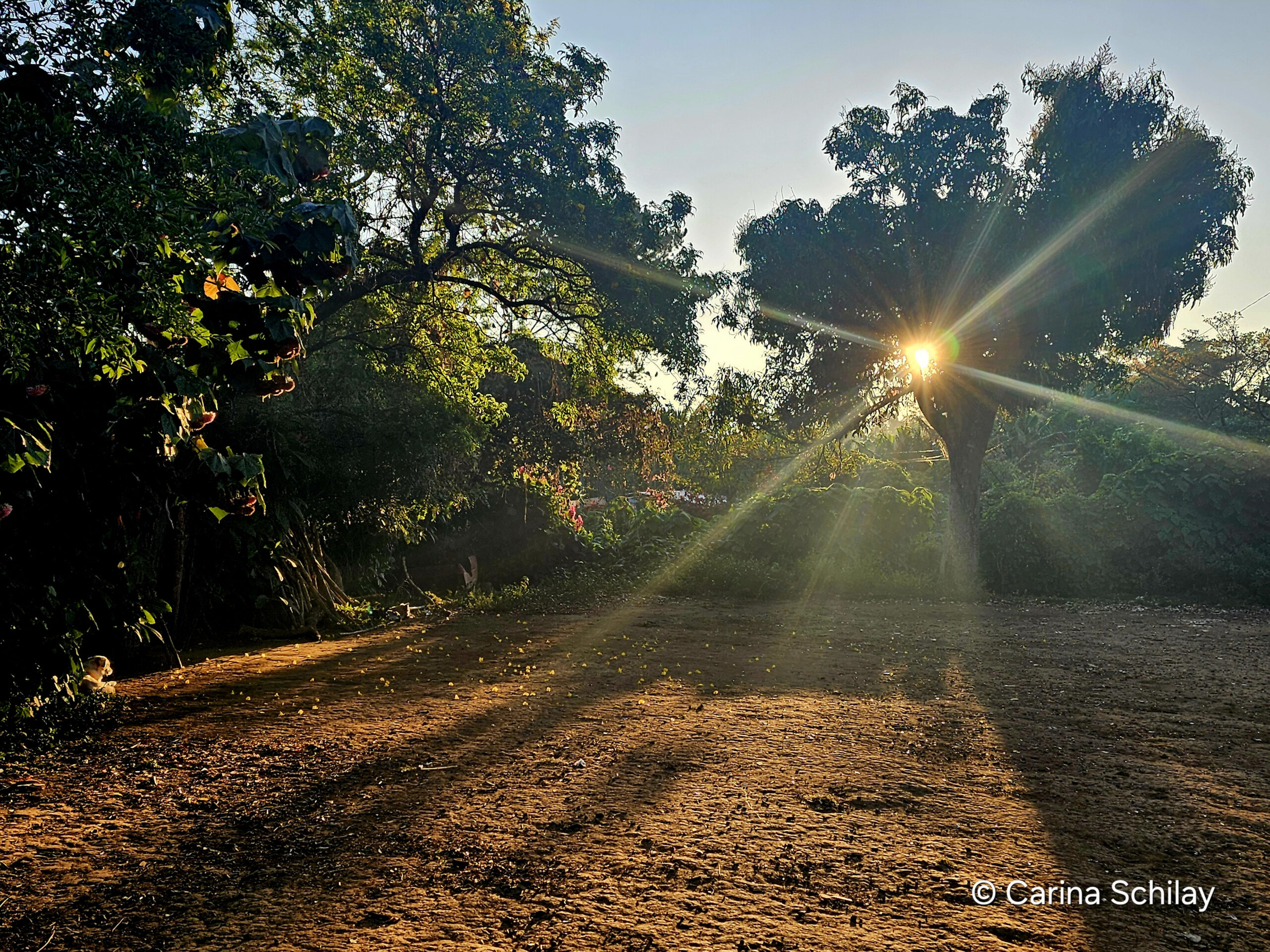 Die Morgensonne strahlt durch das dichte Grün der Bäume auf einem Weg in Apaneca, El Salvador, und taucht die Szene in ein warmes, goldenes Licht.