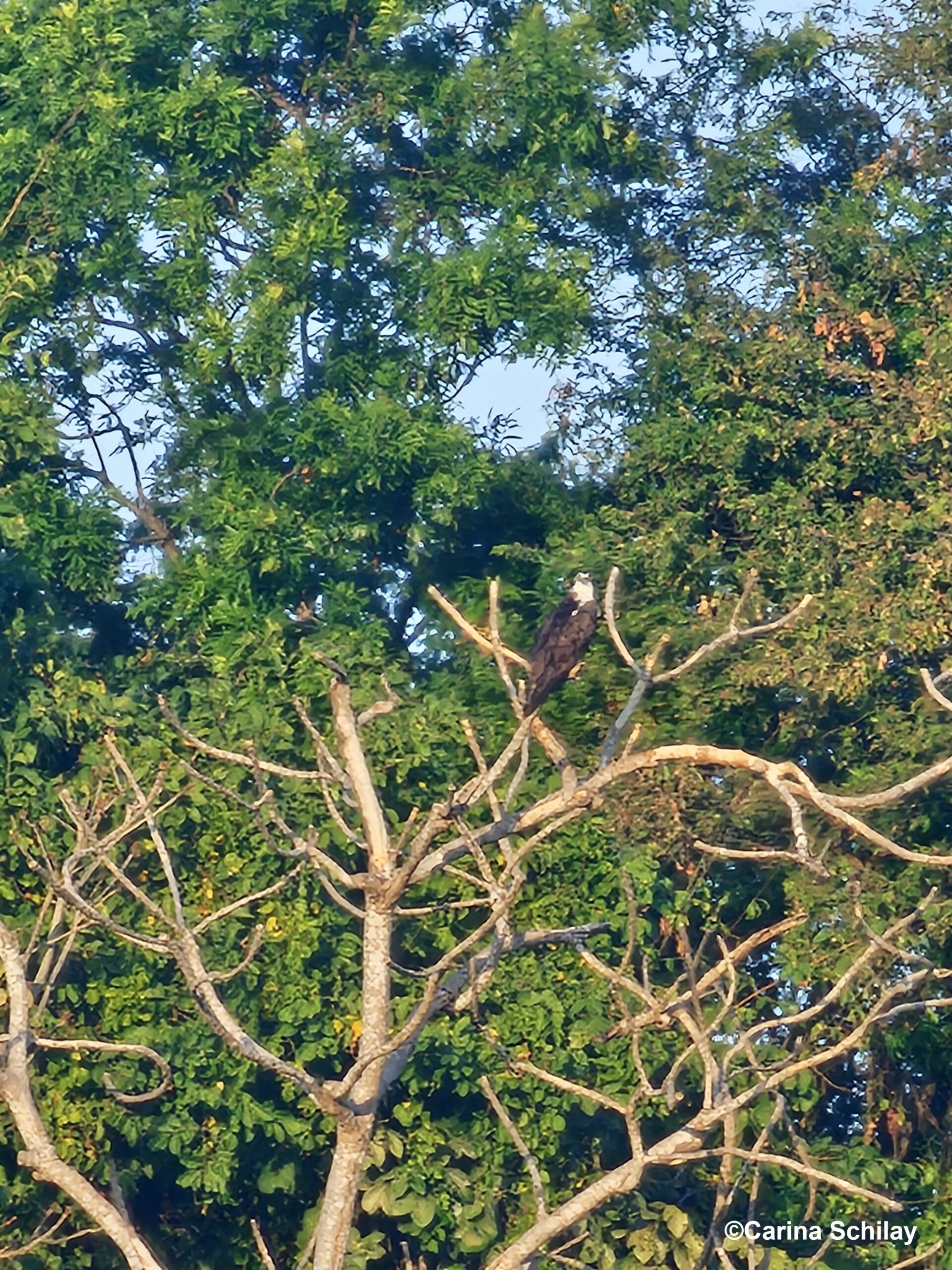 Ein majestätischer Adler ruht auf dem Ast eines Baumes vor dem üppigen Grün der Isletas bei Granada, Nicaragua.