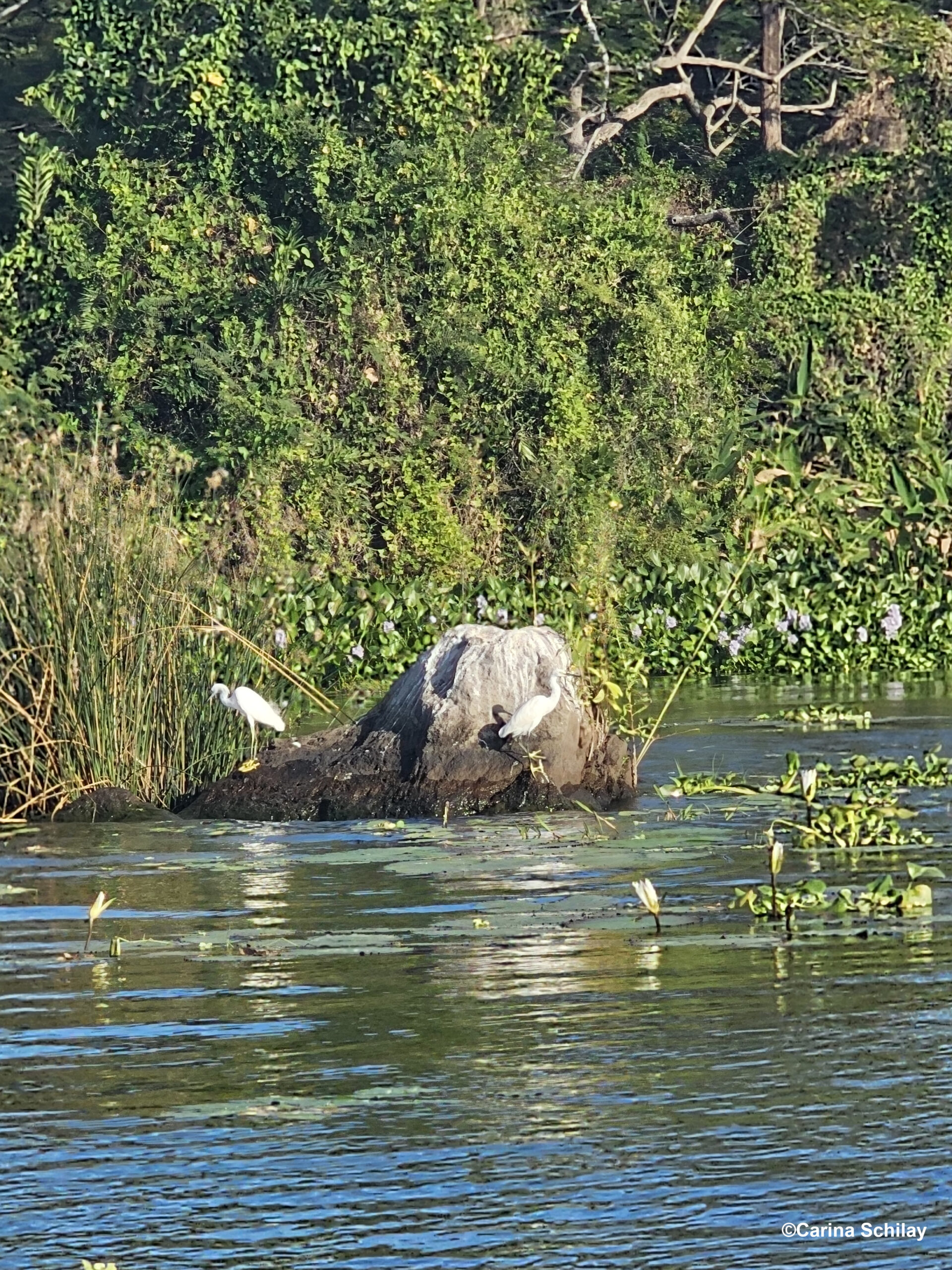 Zwei Reiher an den friedvollen Ufern von Las Isletas in Nicaragua.