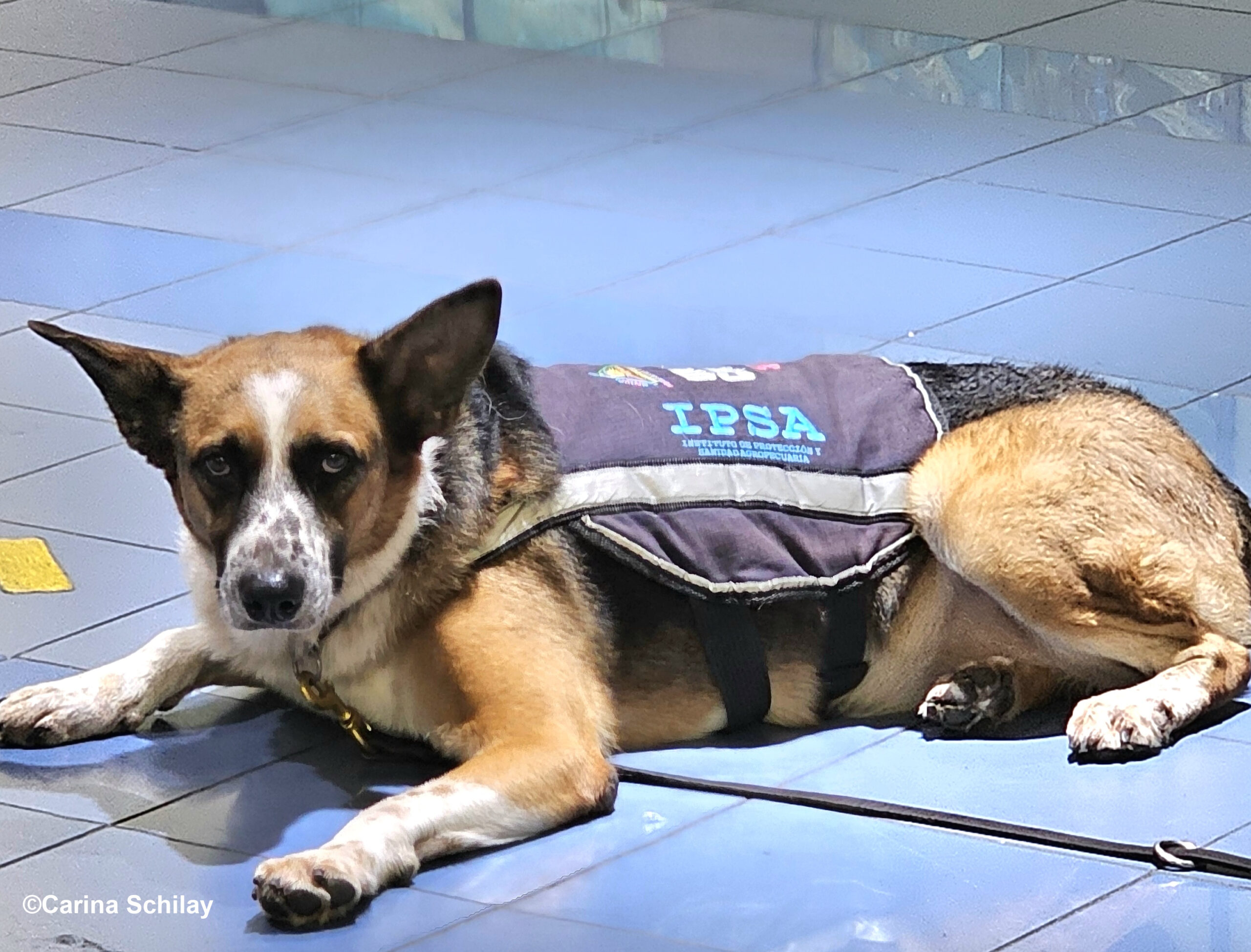 Ein IPSA Spürhund liegt entspannt auf dem glänzenden Boden des Flughafens in Managua, Nicaragua und wartet auf seinen nächsten Einsatz.