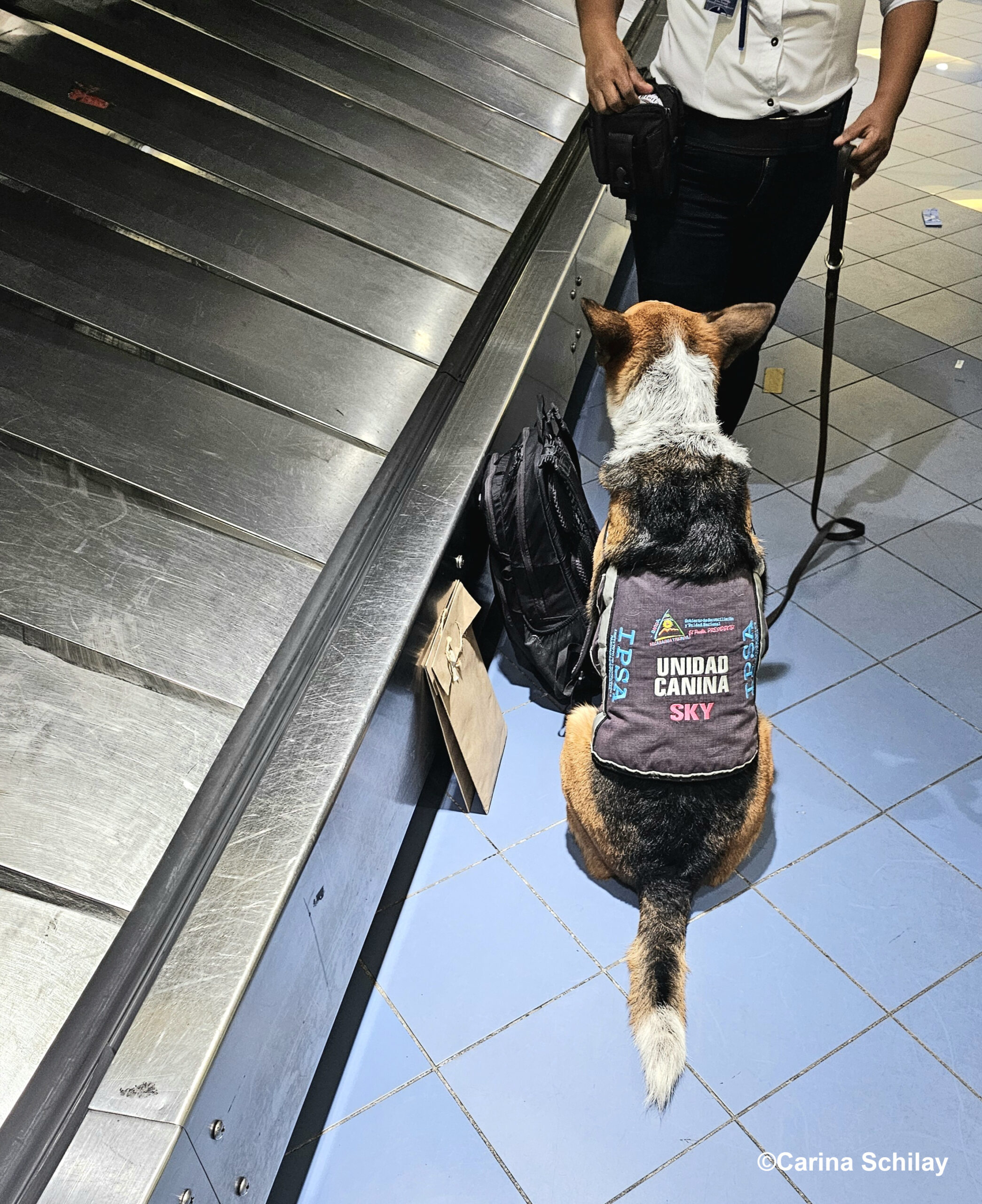 Spürhund der UNIDAD CANINA SKY neben einem schwarzen Rucksack am Flughafenband in Managua, Nicaragua.