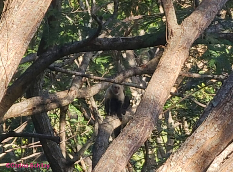 Kapuzineraffe im Baum, der uns entdeckt und brüllt.