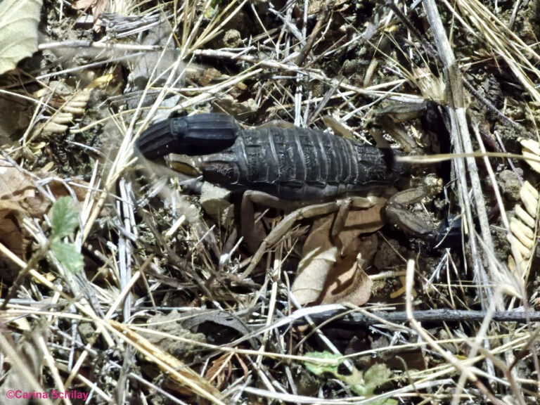 Skorpion im Gras auf dem El Hoyo in Nicaragua entdeckt