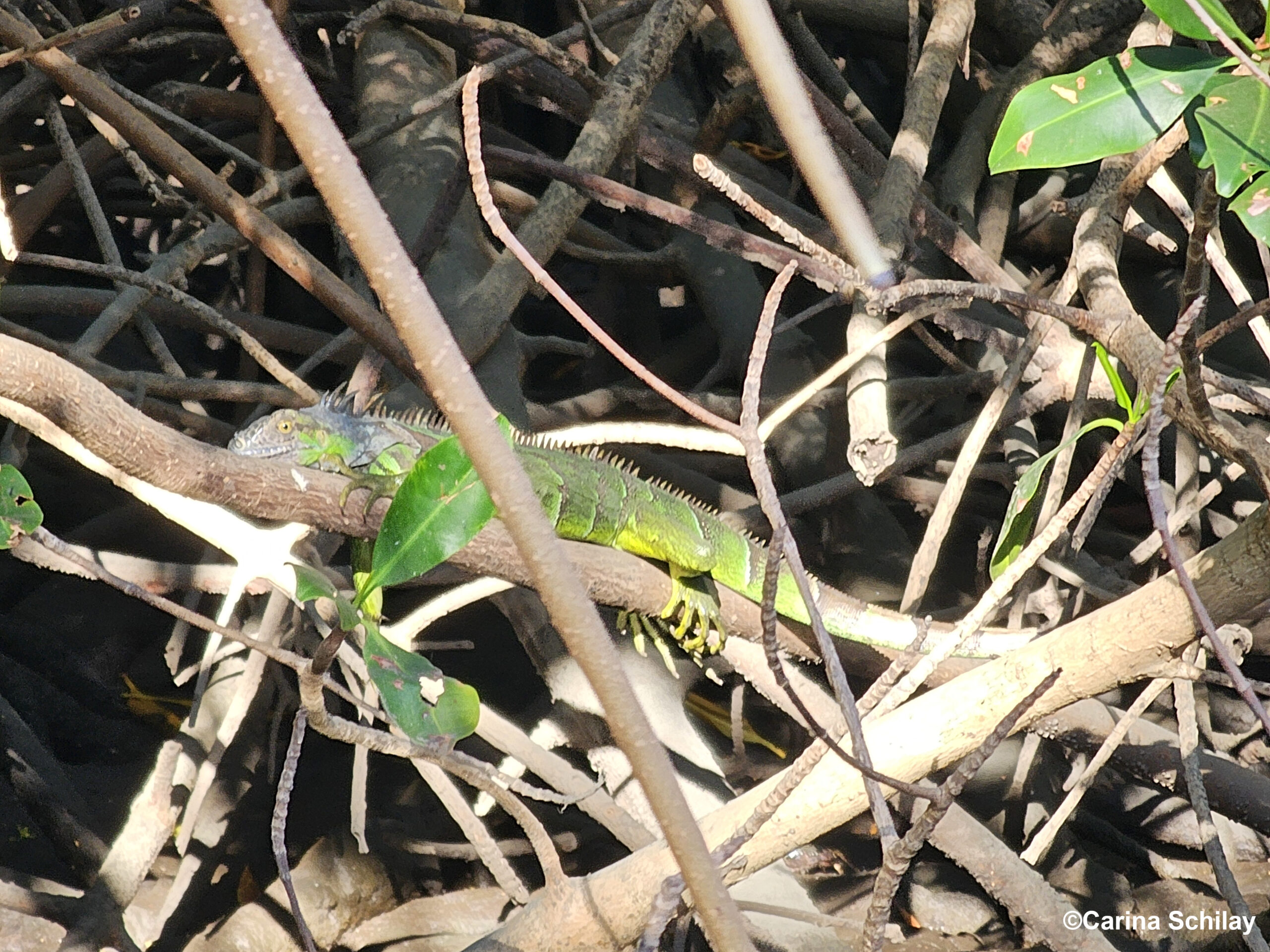 Grüner Iguana, der sich in den Zweigen und Blättern einer Mangrove tarnt.