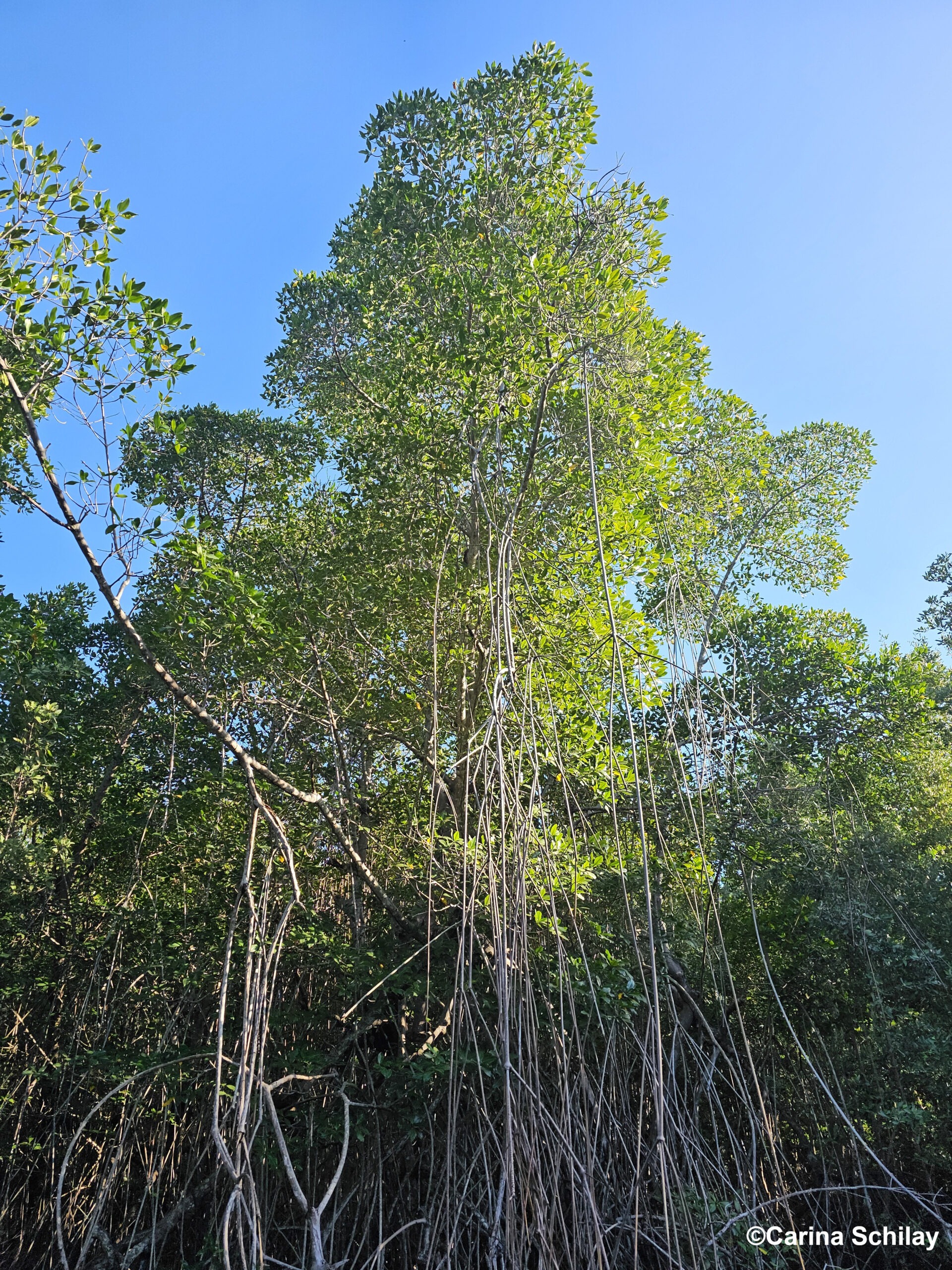 Großer Mangrovenbaum mit vielen langen, dünnen Wurzeln, die von den Ästen bis zum Boden reichen, umgeben von dichtem Laub und blauem Himmel.