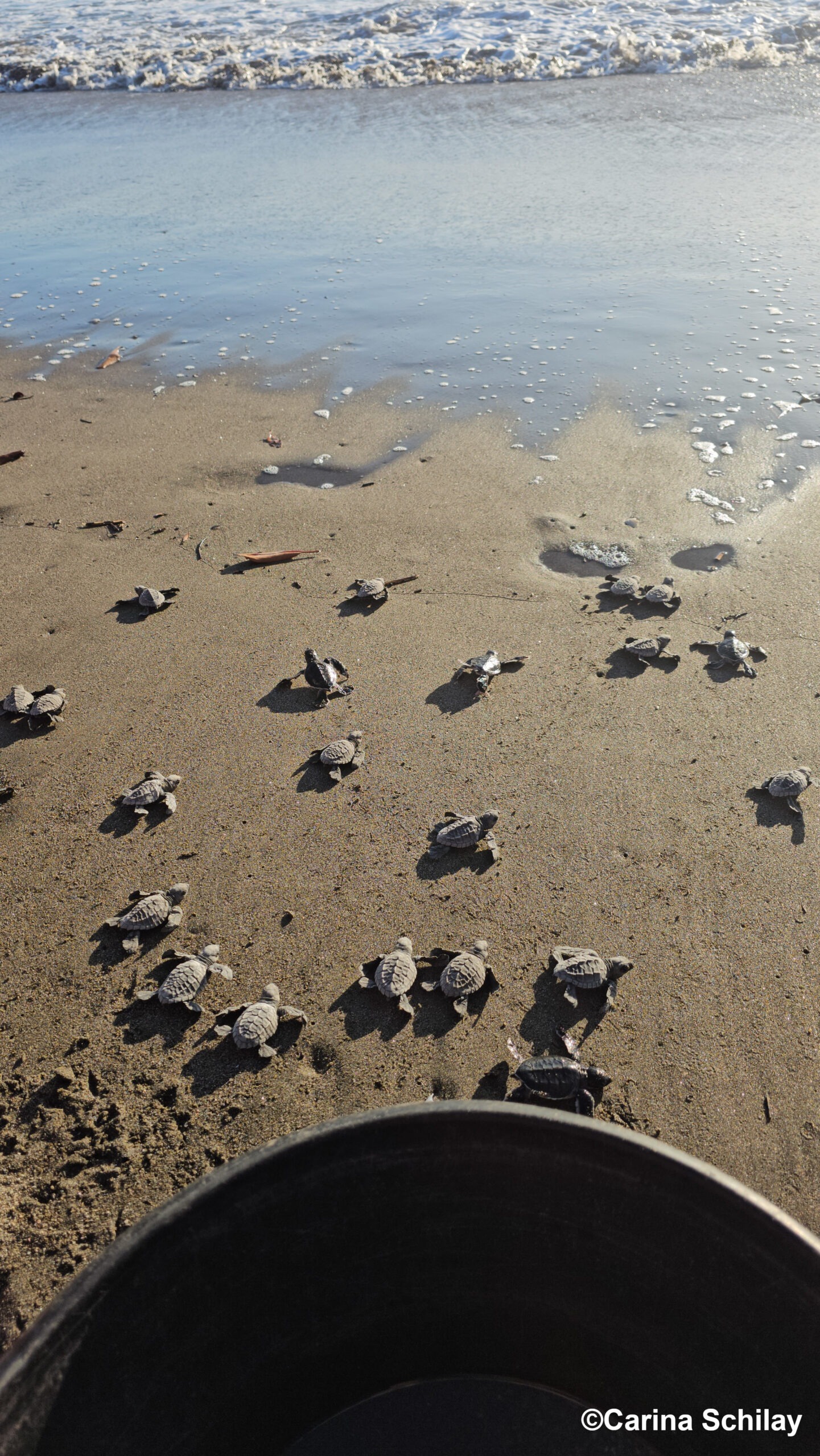 Gruppe von Baby-Meeresschildkröten auf einem Sandstrand, die sich zum Ozean bewegen. Wellen im Hintergrund, nasser Sand am Ufer.