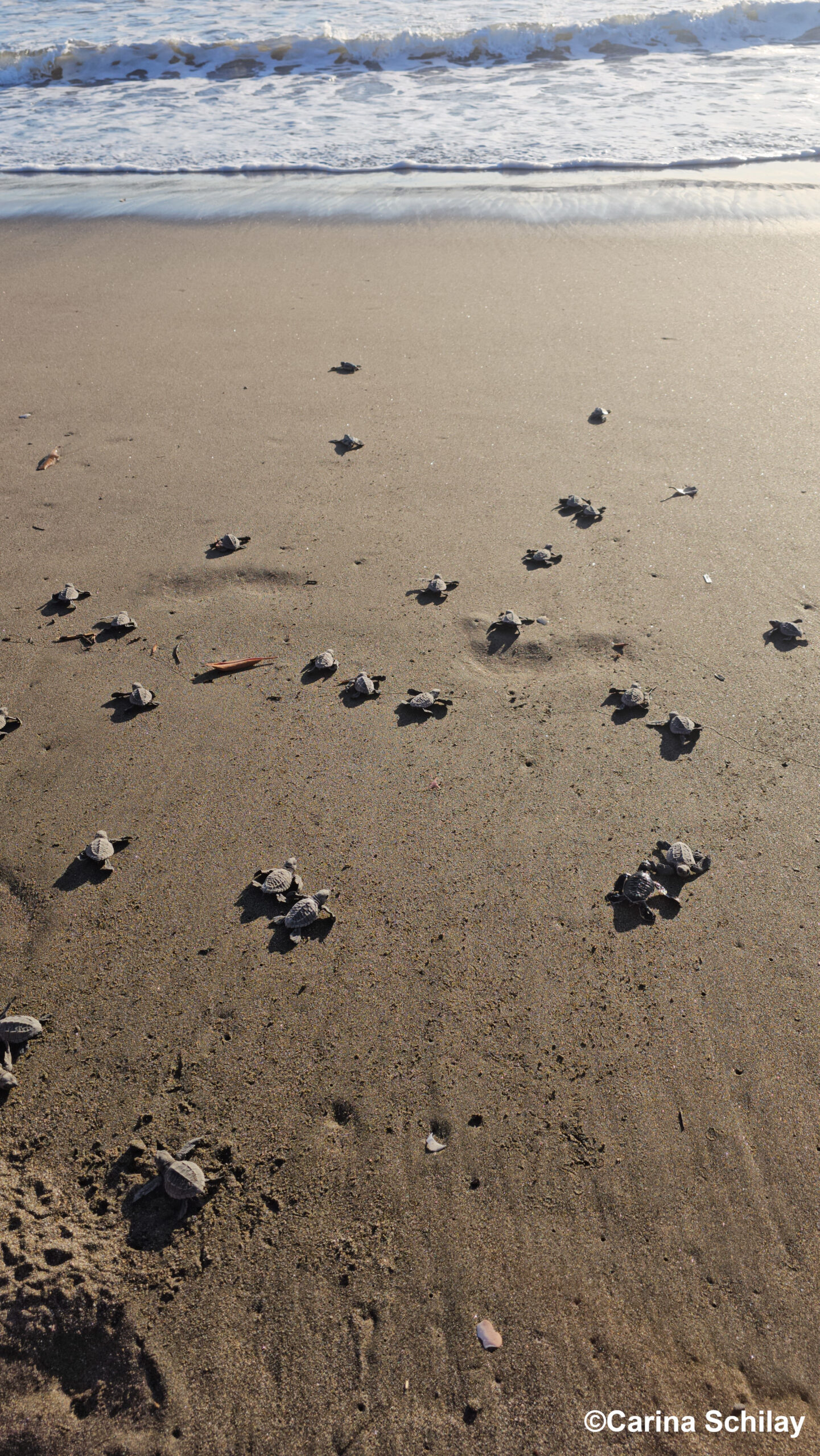 Eine weitere Gruppe von Baby-Meeresschildkröten, die über den Sandstrand zum Meer kriechen. Wellen und nasser Sand im Hintergrund.