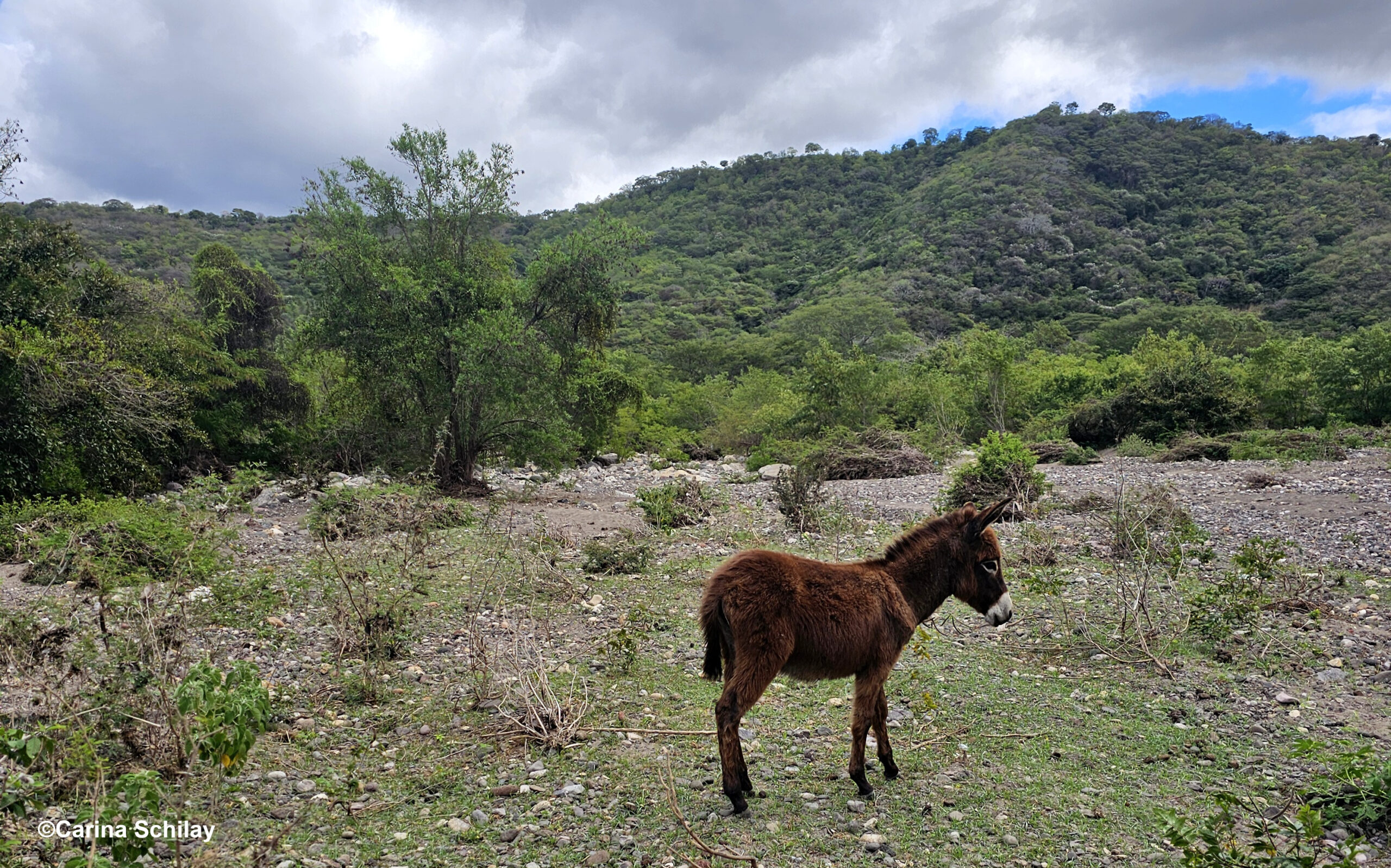 Ein neugieriger Esel auf einem steinigen Pfad, unterwegs zum Rio Coco in der Somoto Schlucht, umgeben von grüner Landschaft.