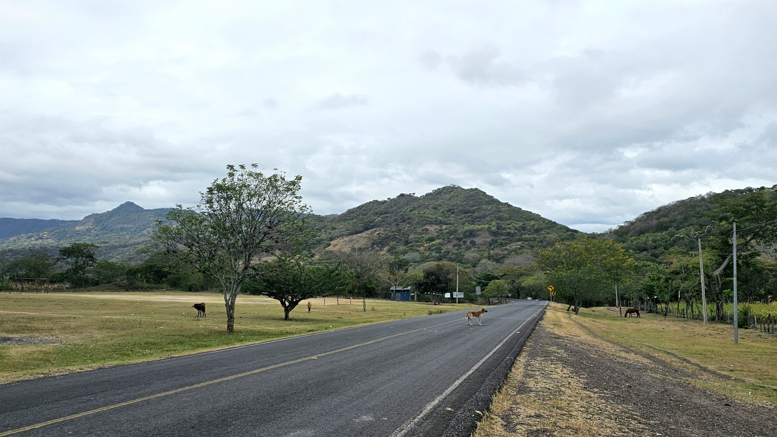 Straße durch eine ländliche Landschaft mit einem Hund auf der Straße und einem Pferd auf der grünen Wiese.