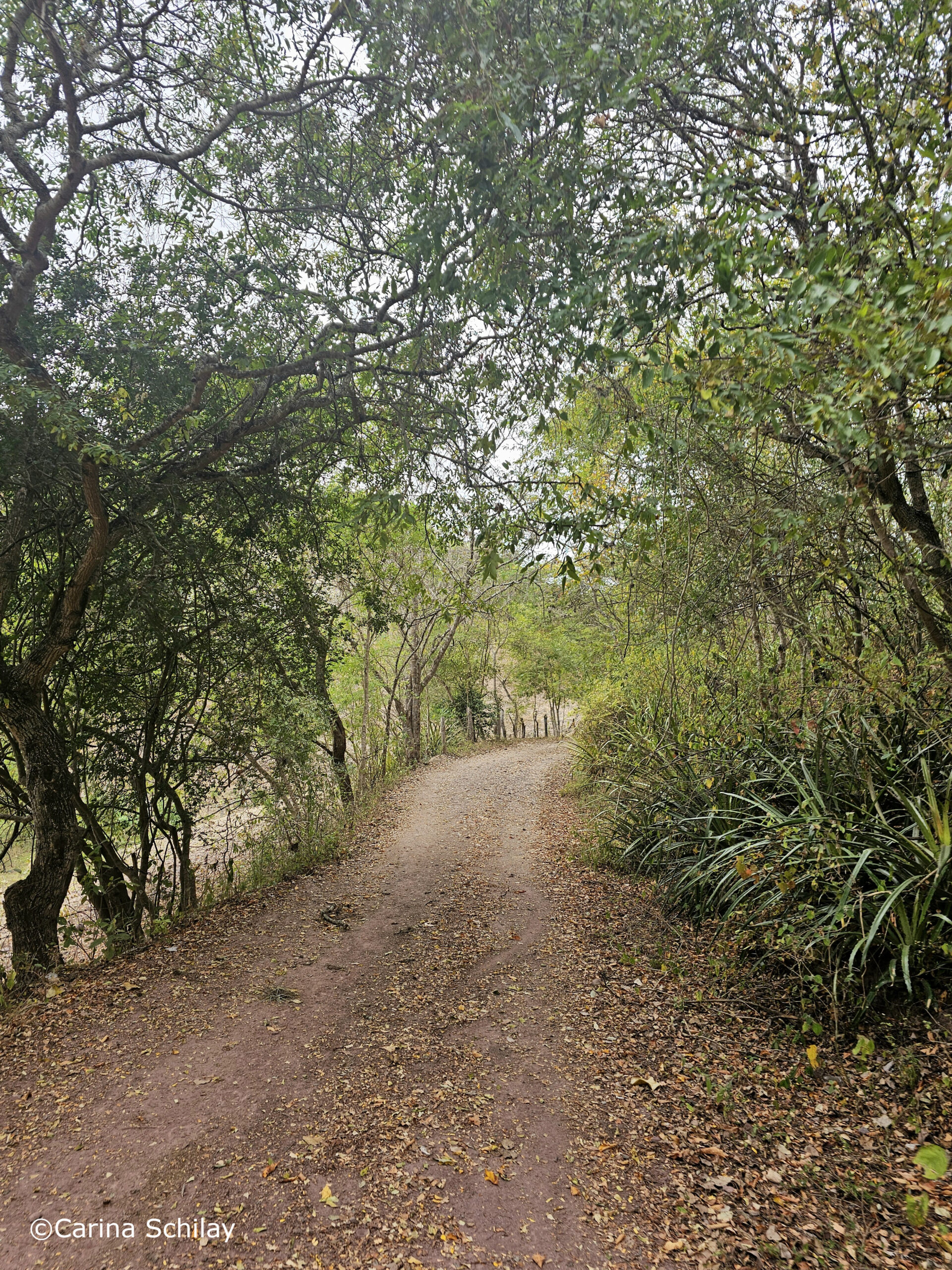 Waldweg mit herabgefallenen Blättern, umgeben von dichtem Grün, führt sanft hinunter zum Fluss im Somoto Canyon.