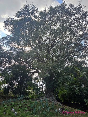 Ein großer, üppiger Baum auf dem Ballspielgelände von Tazumal mit einem bewölkten Himmel im Hintergrund.